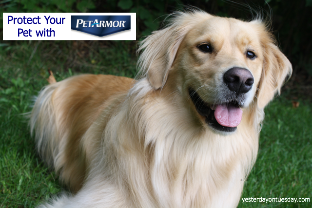 Protect your Pet with PetArmor