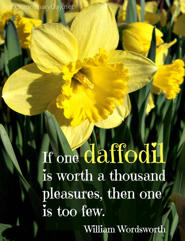 One-Daffodil-Wordsworth-Quote-AnExtraordinaryDay.net_