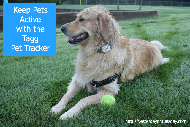 Keeping Pets Active with the Tagg Pet Tracker