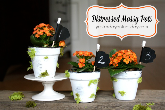 Distressed Mossy Pots