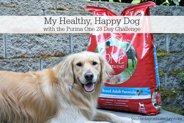 Take the Purina One 28 Day Challenge