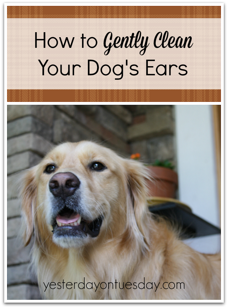 How to Clean Your Dog’s Ears