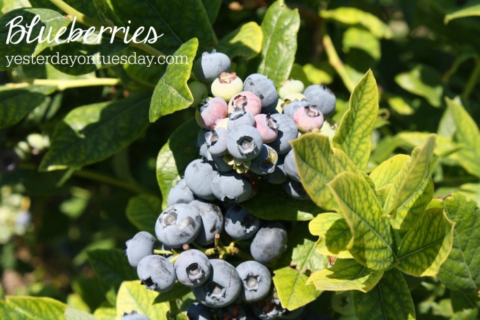Blueberries, one of the 7 Perfect Plants for a Northwest Summer: Gorgeous plants that thrive in the Northwest climate!