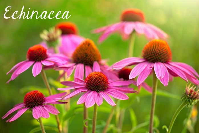 Echinacea, one of the 7 Perfect Plants for a Northwest Summer: Gorgeous plants that thrive in the Northwest climate!