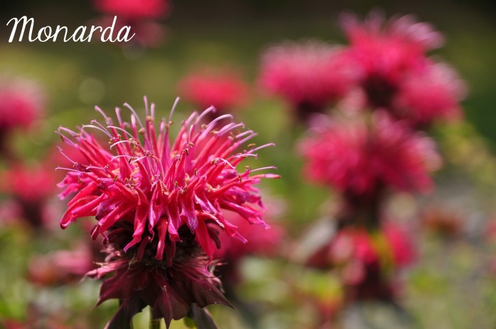 Monarda, one of the 7 Perfect Plants for a Northwest Summer: Gorgeous plants that thrive in the Northwest climate!