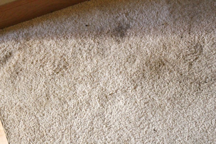5 Ways to Make Spring Cleaning Fun and how to get rid of those pet stains in your carpet