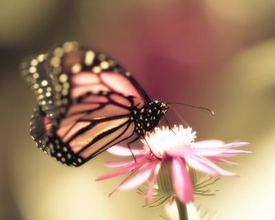 Butterflyart