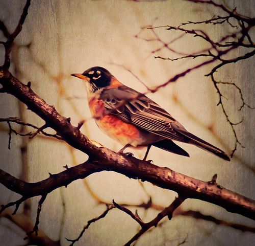 Fall robin