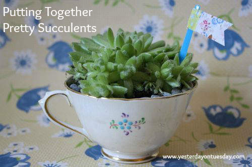 Pretty Succulents - #yesterdayontuesday #succulents