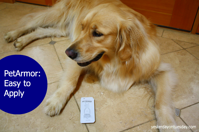 Protect Your Pet With PetArmor Yesterday On Tuesday