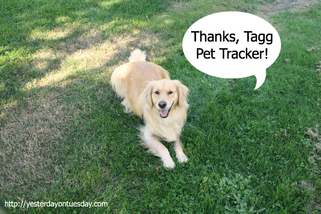 Tagg Pet Tracker Product
