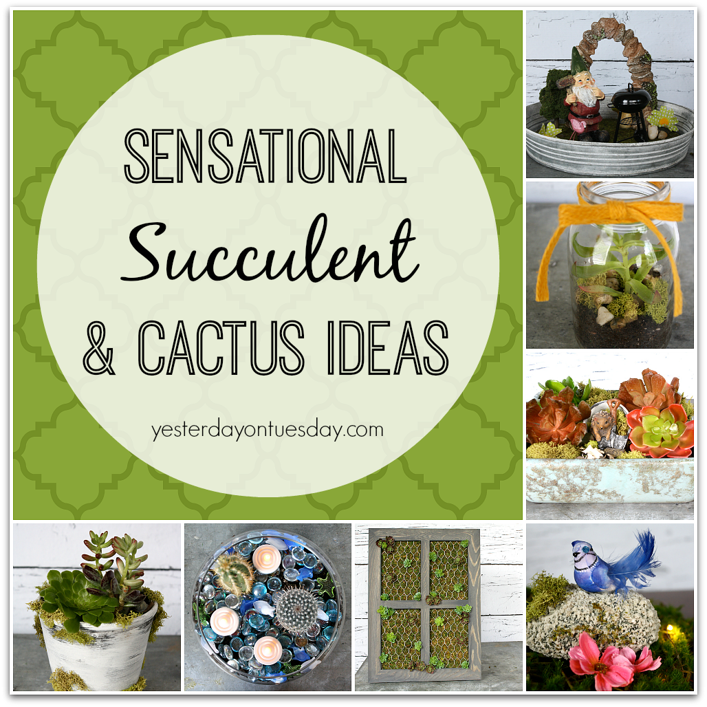 Sensational Succulent and Cactus Ideas
