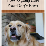 How to Clean Dog's Ears