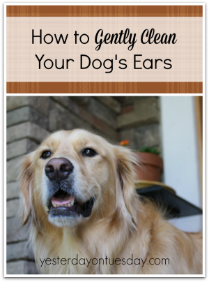 How to Clean Dog's Ears