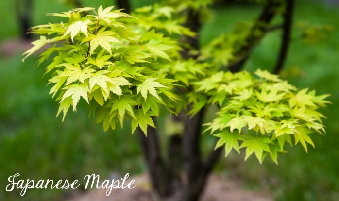 Japanese Maple, one of the 7 Perfect Plants for a Northwest Summer: Gorgeous plants that thrive in the Northwest climate!