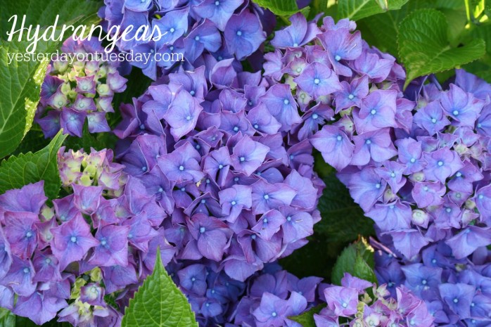 Hydrangeas, one of the 7 Perfect Plants for a Northwest Summer: Gorgeous plants that thrive in the Northwest climate!