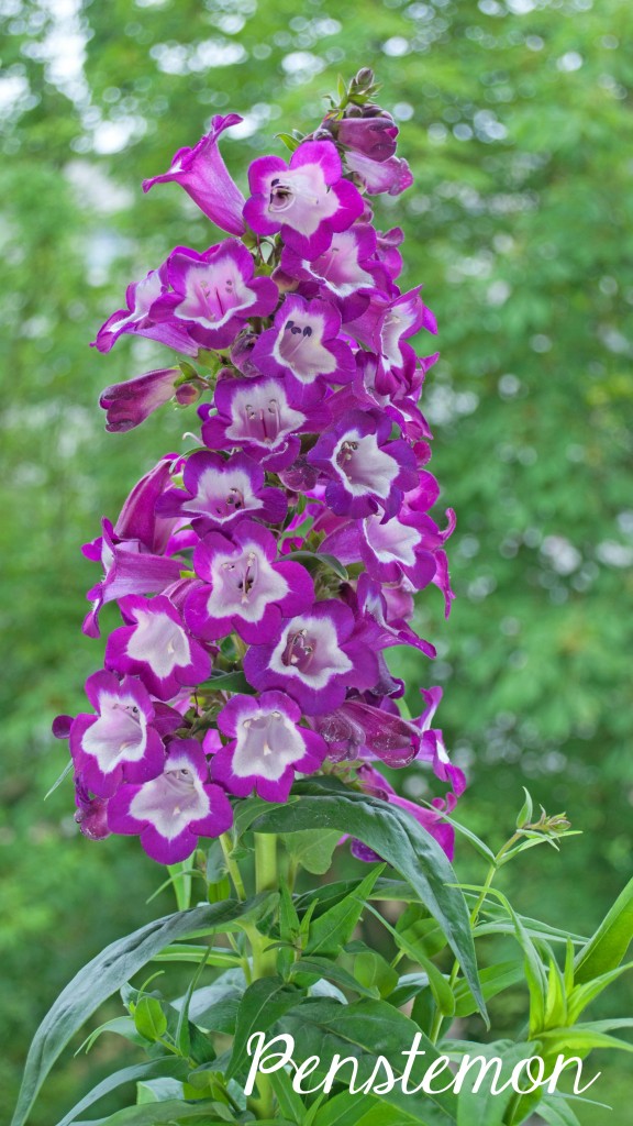 Penstemon, one of the 7 Perfect Plants for a Northwest Summer: Gorgeous plants that thrive in the Northwest climate!