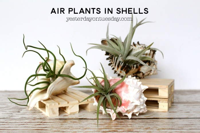 Air Plants in Shells