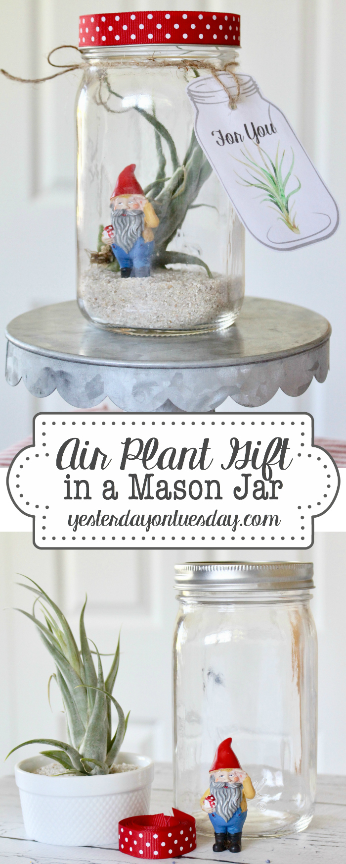 Air Plant Gift in a Mason Jar with printable tags for for any occasion including gift giving, Get Well Soon, Thinking of You, Thank You and more!